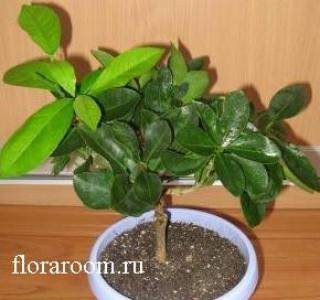 http://upforme.ru/uploads/000c/40/7e/90-4.jpg
