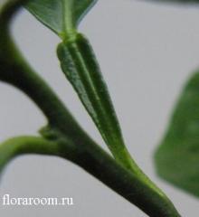 http://upforme.ru/uploads/000c/40/7e/92-4.jpg