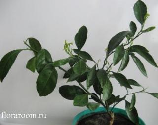 http://upforme.ru/uploads/000c/40/7e/92-5.jpg