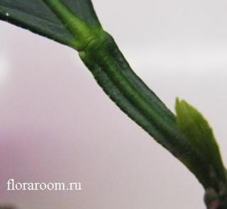 http://upforme.ru/uploads/000c/40/7e/96-4.jpg