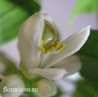 http://upforme.ru/uploads/000c/40/7e/98-1.jpg