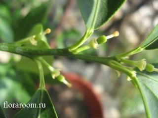 http://upforme.ru/uploads/000c/40/7e/99-3.jpg