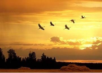 http://upforme.ru/uploads/000c/62/3c/8/t521573.jpg