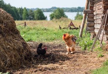 http://upforme.ru/uploads/000c/62/3c/8/t80921.jpg