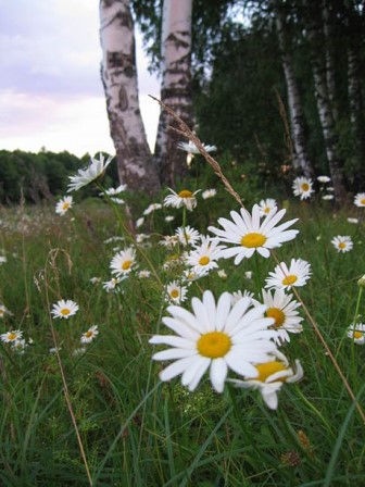 http://upforme.ru/uploads/000c/62/3c/8/t90470.jpg