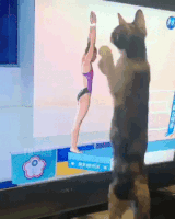http://upforme.ru/uploads/000c/76/a8/2/t31159.gif