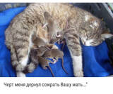 http://upforme.ru/uploads/000c/76/a8/2/t639949.jpg