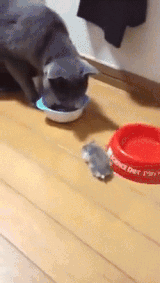 http://upforme.ru/uploads/000c/76/a8/6/t166485.gif