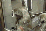 http://upforme.ru/uploads/000c/76/a8/6/t678806.gif