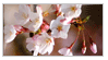 http://upforme.ru/uploads/000c/af/35/9103-2.gif