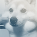 http://upforme.ru/uploads/000d/00/55/4/184817.gif