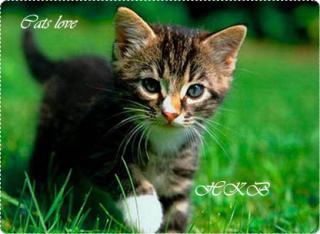 http://upforme.ru/uploads/000d/11/d6/155-1.jpg