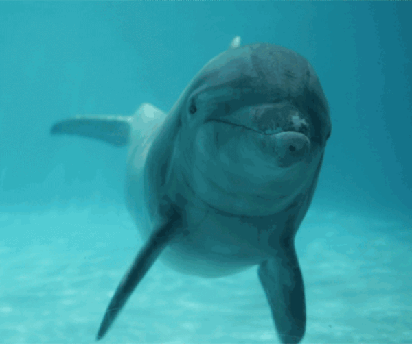 http://upforme.ru/uploads/000d/6b/61/4555/t210441.gif