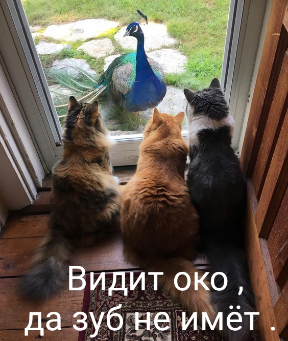 http://upforme.ru/uploads/000d/6b/61/4555/t699632.jpg