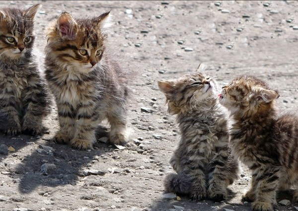 http://upforme.ru/uploads/000d/6b/61/4555/t815830.jpg
