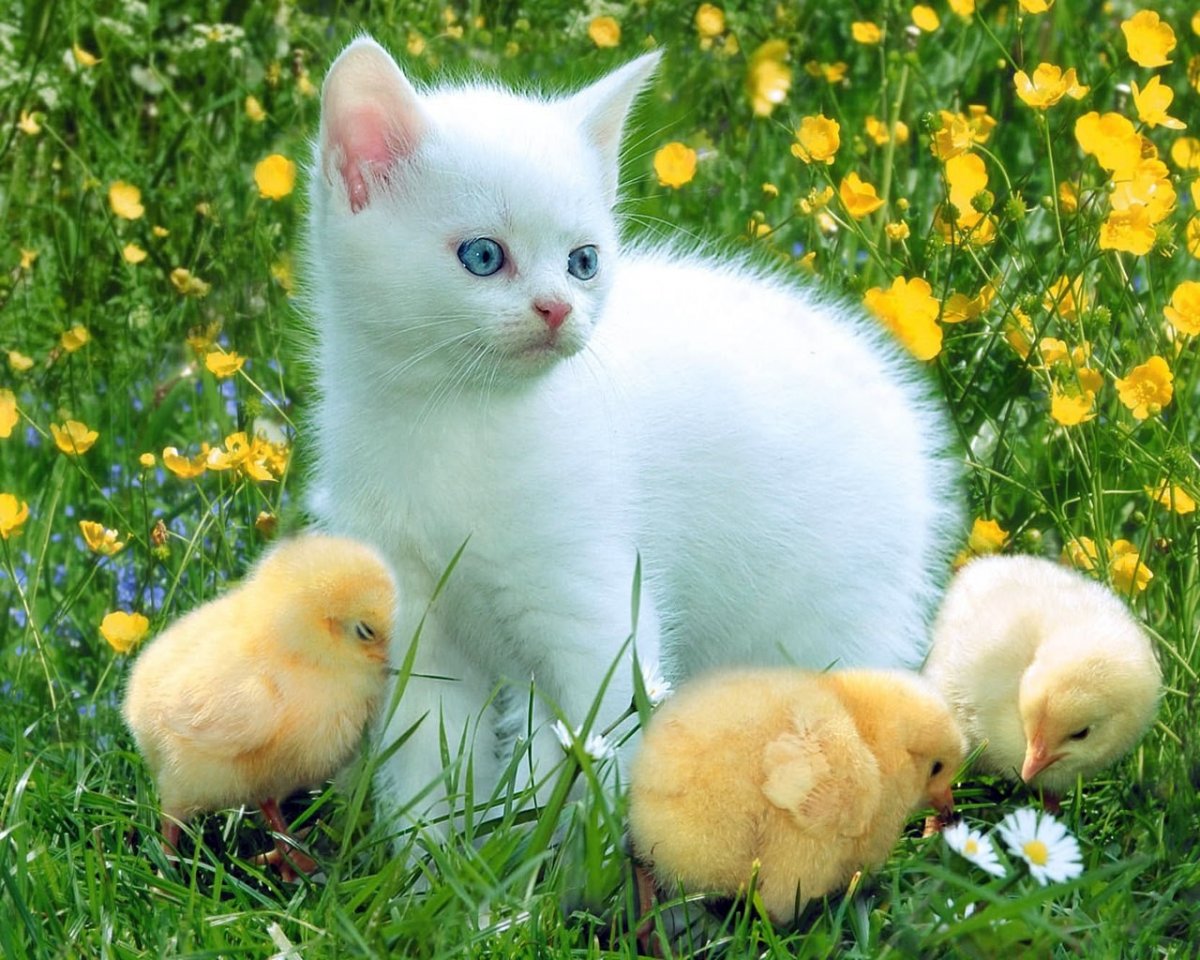 http://upforme.ru/uploads/000d/6b/61/4825/54126.jpg