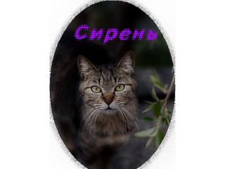 http://upforme.ru/uploads/000d/7f/9a/520-1.jpg