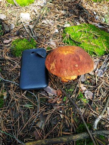http://upforme.ru/uploads/000d/b5/96/1468/t661060.jpg