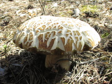 http://upforme.ru/uploads/000d/b5/96/656/t417786.jpg