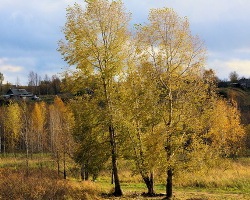 http://upforme.ru/uploads/000d/b8/62/50-1.jpg