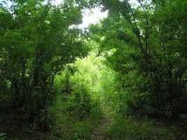 http://upforme.ru/uploads/000d/b8/62/52-1.jpg