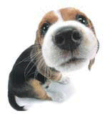 http://upforme.ru/uploads/000d/dc/71/8301-1.gif