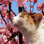 http://upforme.ru/uploads/000e/28/c1/86-5.jpg