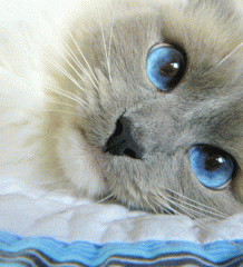 http://upforme.ru/uploads/000e/38/f6/2-1.gif