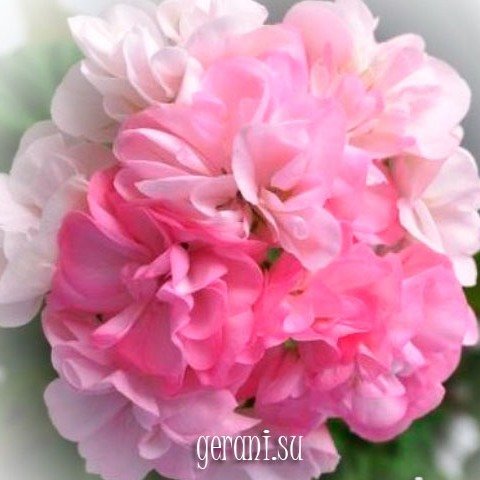 http://upforme.ru/uploads/000e/81/4f/3/10802.jpg