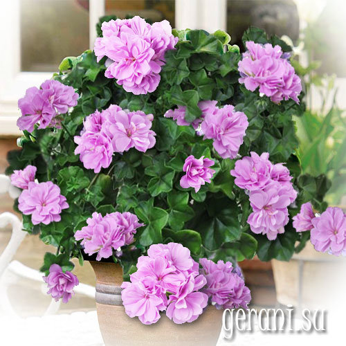 http://upforme.ru/uploads/000e/81/4f/3/12875.jpg