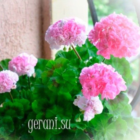 http://upforme.ru/uploads/000e/81/4f/3/15156.jpg