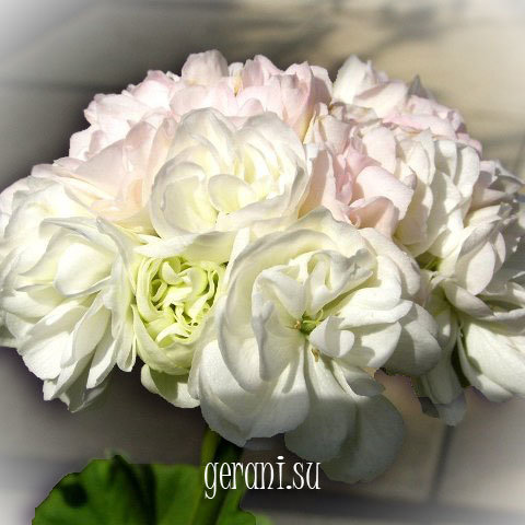 http://upforme.ru/uploads/000e/81/4f/3/18266.jpg