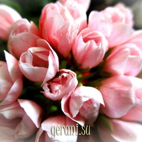 http://upforme.ru/uploads/000e/81/4f/3/21288.jpg