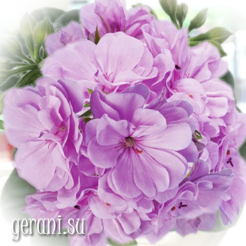 http://upforme.ru/uploads/000e/81/4f/3/26160.jpg
