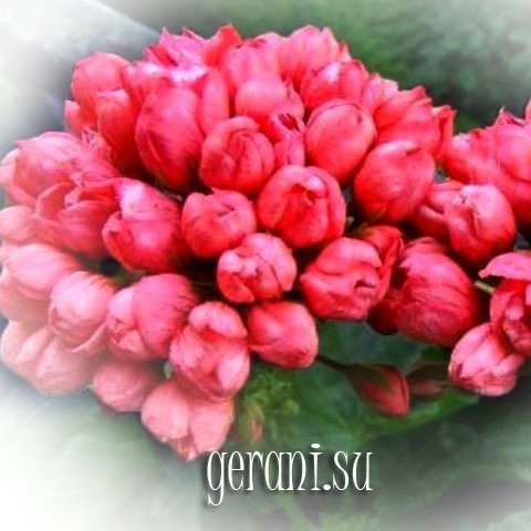 http://upforme.ru/uploads/000e/81/4f/3/28852.jpg