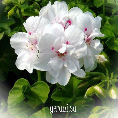 http://upforme.ru/uploads/000e/81/4f/3/30207.jpg