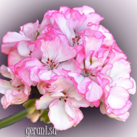 http://upforme.ru/uploads/000e/81/4f/3/33842.jpg