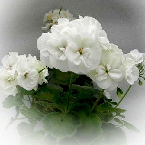 http://upforme.ru/uploads/000e/81/4f/3/38746.jpg
