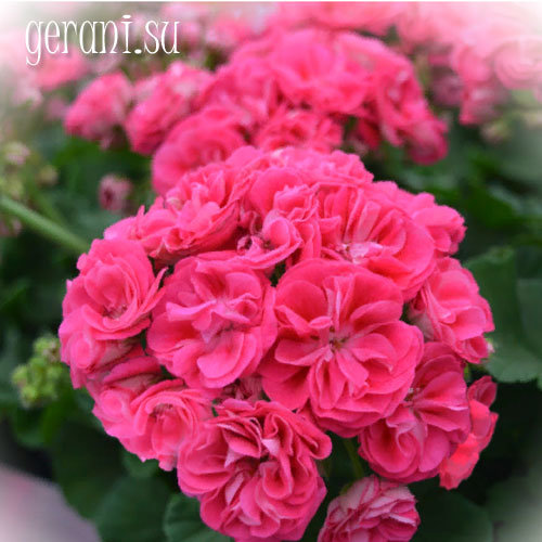 http://upforme.ru/uploads/000e/81/4f/3/39838.jpg