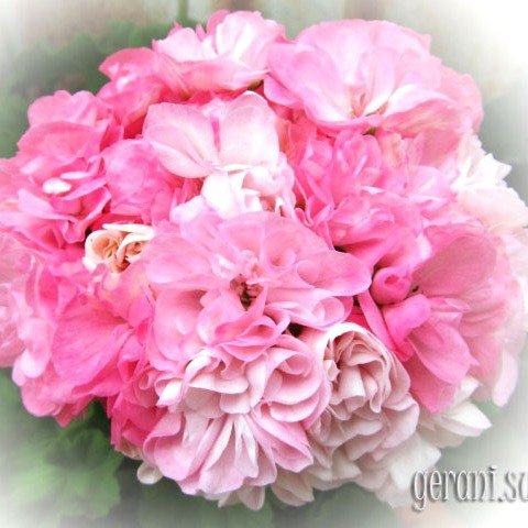http://upforme.ru/uploads/000e/81/4f/3/40820.jpg