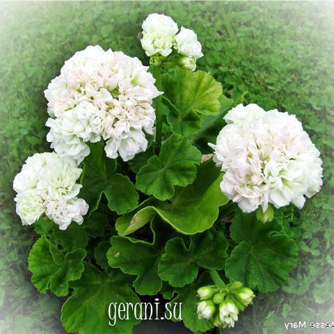 http://upforme.ru/uploads/000e/81/4f/3/50010.jpg