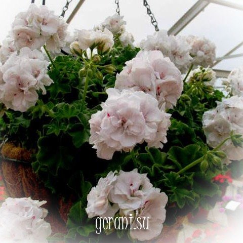 http://upforme.ru/uploads/000e/81/4f/3/53026.jpg