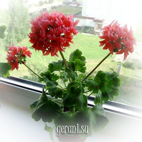 http://upforme.ru/uploads/000e/81/4f/3/57087.jpg