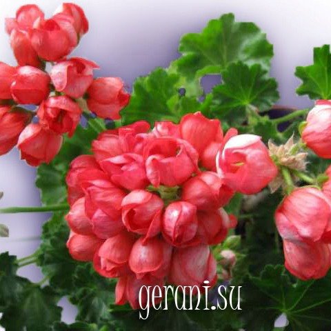 http://upforme.ru/uploads/000e/81/4f/3/58335.jpg