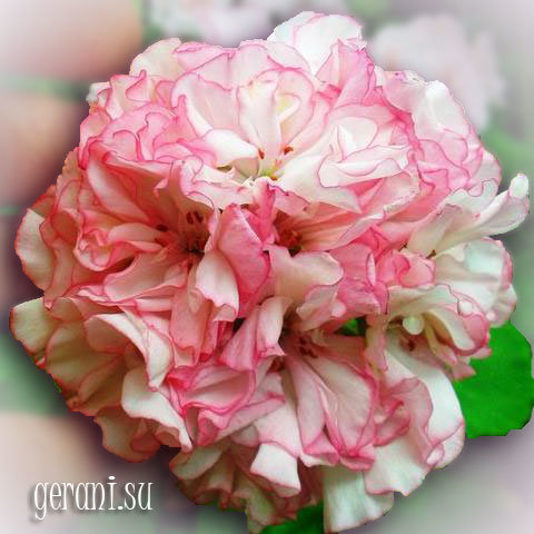http://upforme.ru/uploads/000e/81/4f/3/59607.jpg