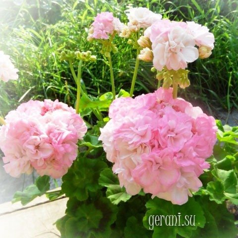 http://upforme.ru/uploads/000e/81/4f/3/61385.jpg