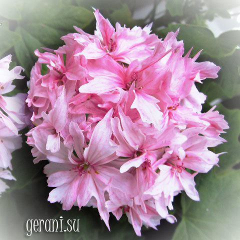 http://upforme.ru/uploads/000e/81/4f/3/61781.jpg