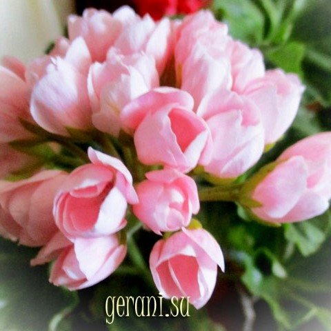 http://upforme.ru/uploads/000e/81/4f/3/70236.jpg