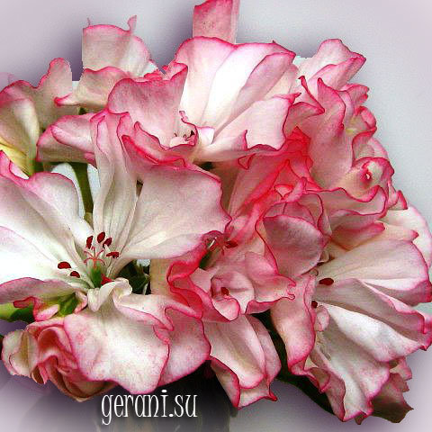 http://upforme.ru/uploads/000e/81/4f/3/72989.jpg