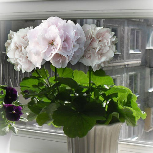 http://upforme.ru/uploads/000e/81/4f/3/78369.jpg